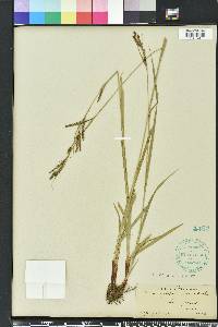 Carex oxylepis image