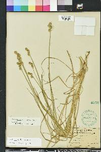 Carex vexans image