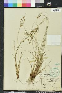 Cyperus ovatus image