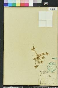Cyperus bipartitus image