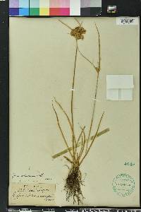 Cyperus surinamensis image