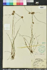 Cyperus filiculmis image