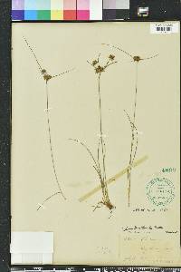 Cyperus filiculmis image