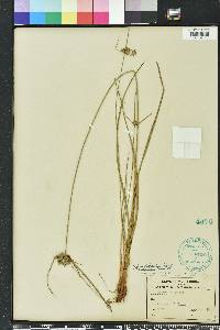Cyperus filiculmis image