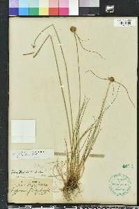 Cyperus filiculmis image