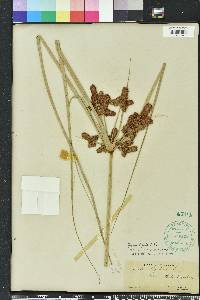 Cyperus ligularis image