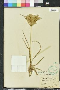 Cyperus lecontei image