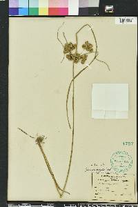 Cyperus pseudovegetus image