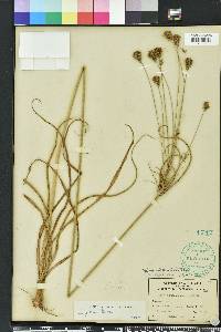 Cyperus plukenetii image