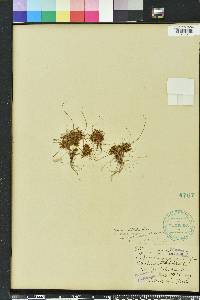 Cyperus cuspidatus image