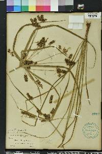 Cyperus tetragonus image