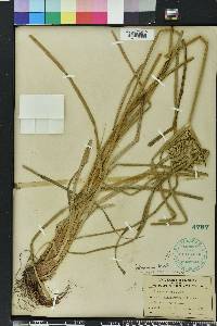 Cyperus virens image