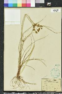 Cyperus ovatus image