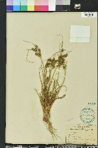 Cyperus retrorsus image