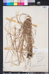 Andropogon ternarius image