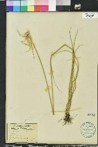 Rhynchospora latifolia image