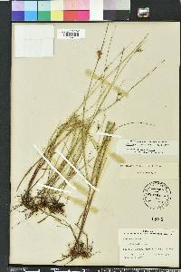 Scleria ciliata image