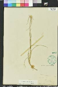 Rhynchospora colorata image