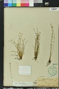 Eleocharis albida image