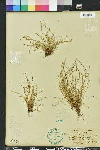 Eleocharis olivacea image