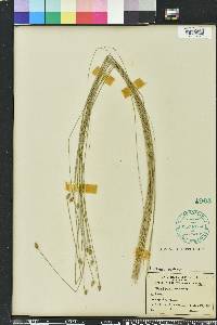 Eleocharis tuberculosa image