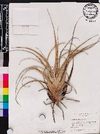 Tillandsia utriculata image