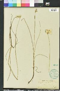 Eriophorum gracile image