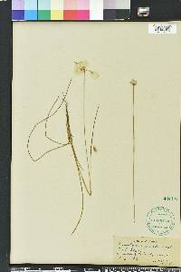 Eriophorum gracile image