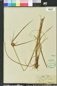 Eriophorum virginicum image