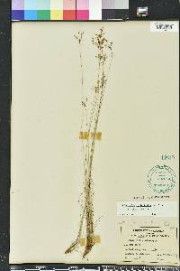 Bulbostylis ciliatifolia image