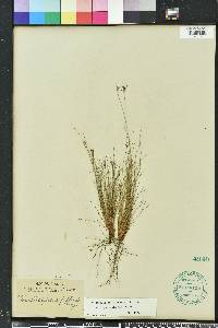 Bulbostylis ciliatifolia image