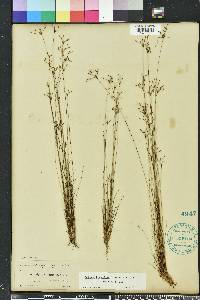 Bulbostylis ciliatifolia image