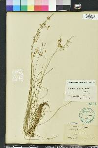 Fimbristylis dichotoma image