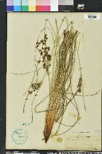 Fimbristylis thermalis image