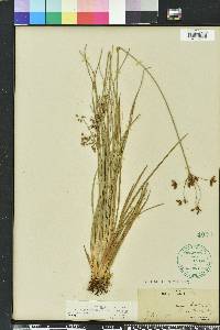 Fimbristylis caroliniana image