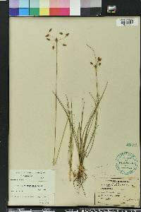 Fimbristylis puberula image