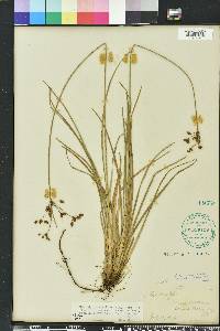 Fimbristylis caroliniana image