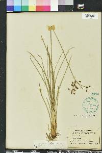 Fimbristylis caroliniana image