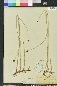 Fuirena scirpoidea image