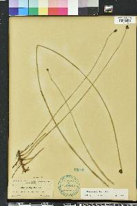 Fuirena scirpoidea image