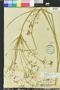 Rhynchospora nitens image