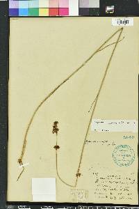 Rhynchospora fascicularis image