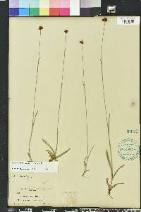 Rhynchospora ciliaris image