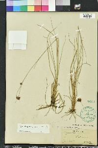 Rhynchospora fascicularis image