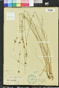 Rhynchospora gracilenta image