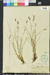 Rhynchospora plumosa image