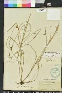 Scleria reticularis image