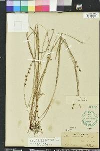 Scleria verticillata image