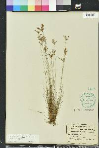 Bulbostylis ciliatifolia image