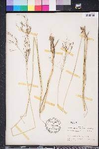 Eragrostis atrovirens image